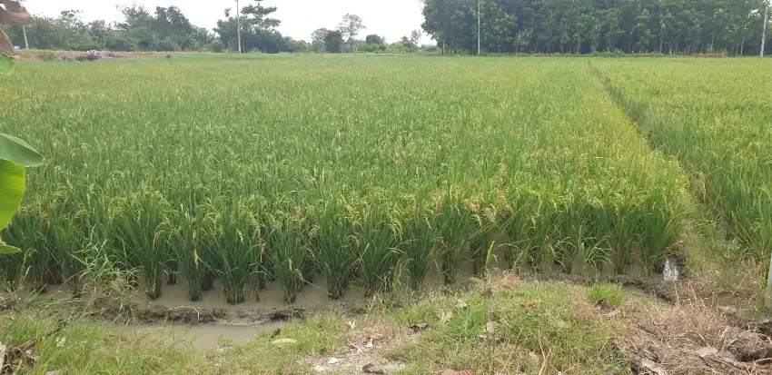 Sawah tadah hujan