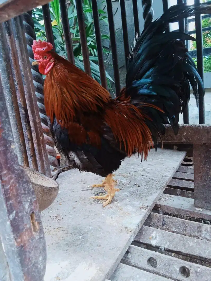 Ayam Kate Jago Surabaya