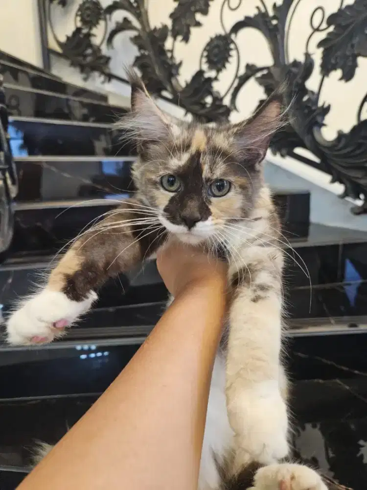 Kucing Peranakan Mainecoon Free Ongkir