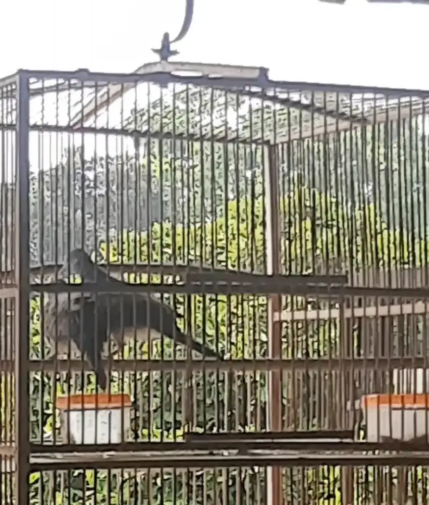 Burung Perkutut Sepasang Gacor