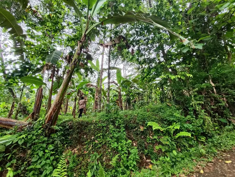 TANAH KEBUN 520 KLUNGKUNG JEMBER