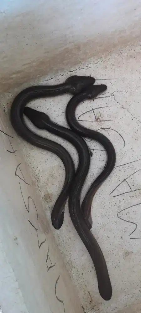 Bibit dan konsumsi sidat berkualitas