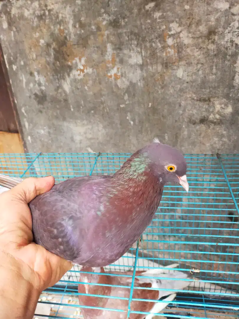 Burung dara spasang