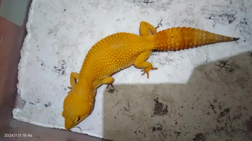 Gecko Sunglow Super Giant