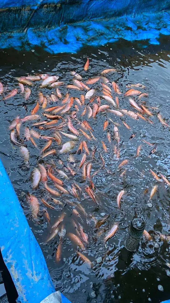 IKAN NILA KONSUMSI MURAH