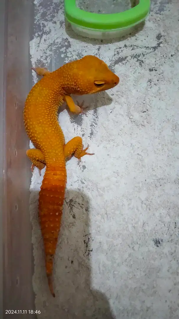 Gecko Sunglow Super Giant