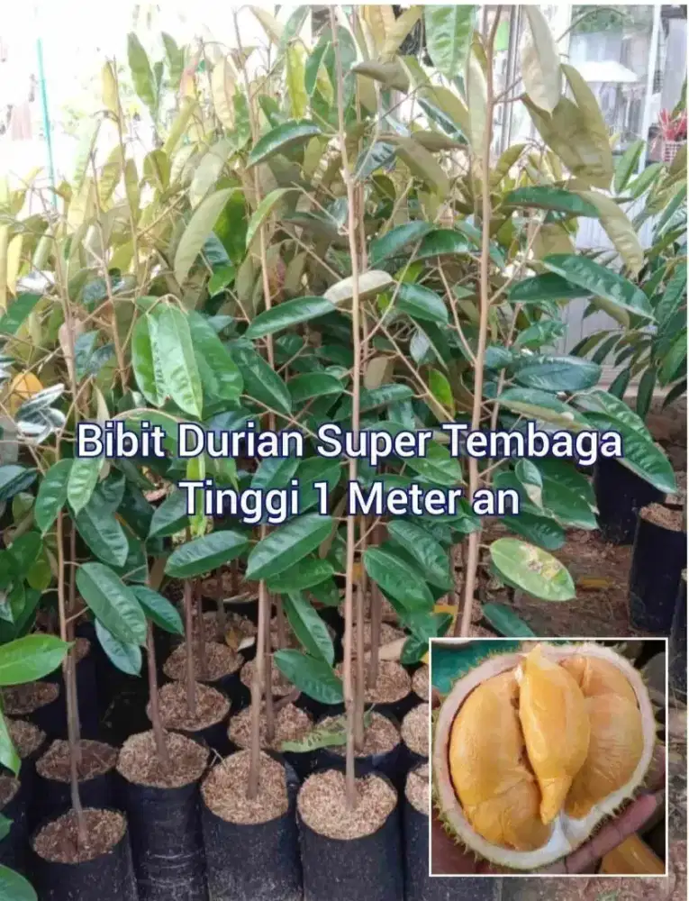 Durian Super Tembaga Tinggi 1 Meter an