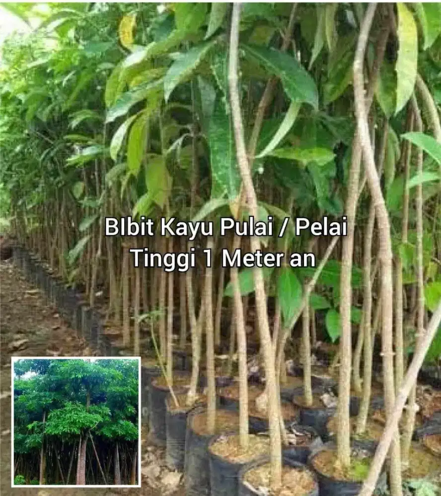 Pulai Bibit Kayu Tinggi 1 Meter an
