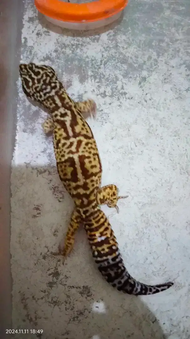 Gecko Angramainyu Giant