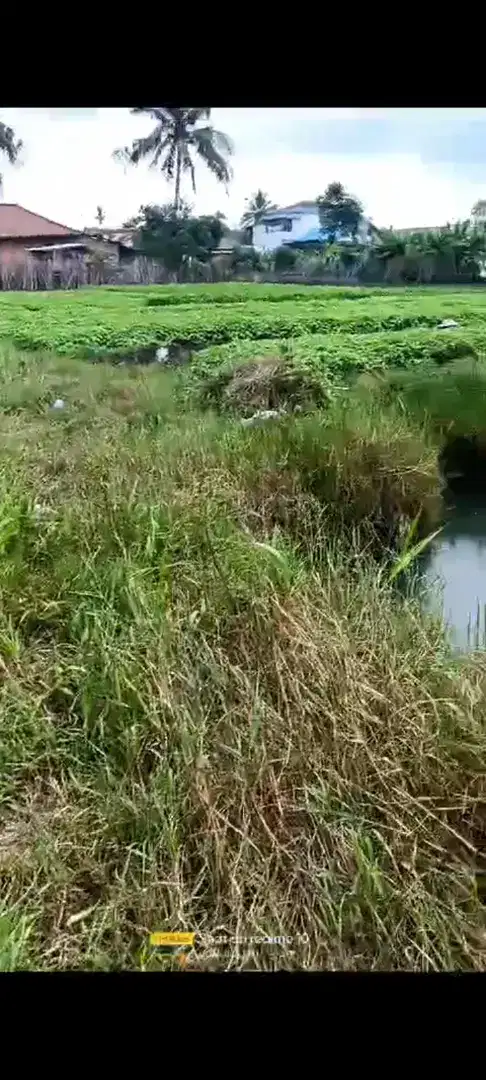 Tanah SHM Pulau Semambu Indralaya