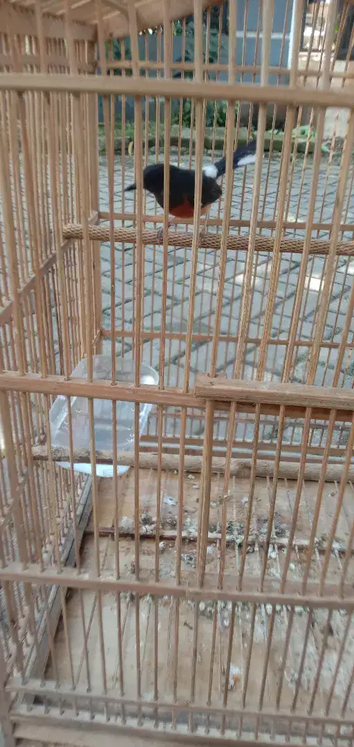 Edisi pulkam burung muray betina mapan