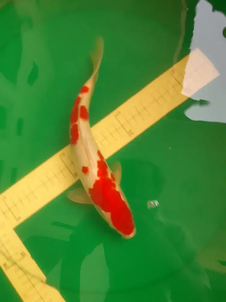 Ikan koi KOHAKU RED 29cm HQ