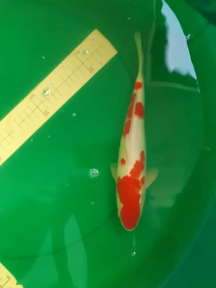 Ikan koi Kohaku Red 29cm HQ pola ori