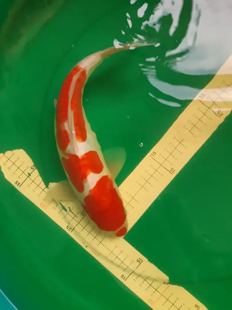 Ikan koi Kohaku Doitsu 35cm bagus