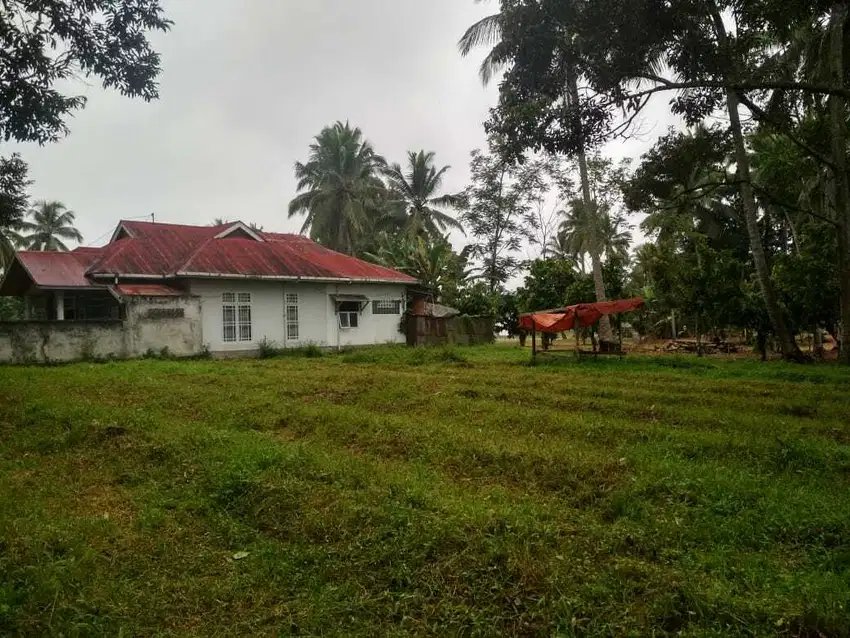 Dijual Tanah 1000meter SHM di Tanjung Pati, Paykumbuh 899jt saja