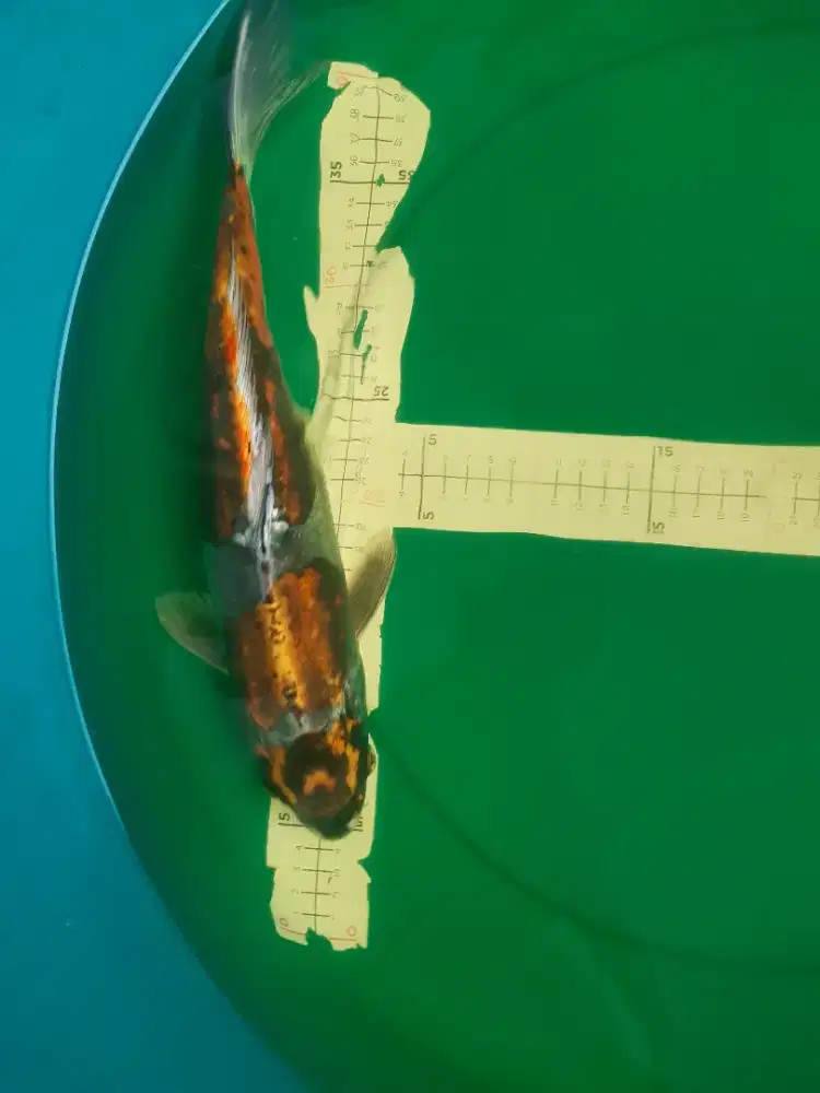 Ikan koi Kikokuryu pola maruten 38cm