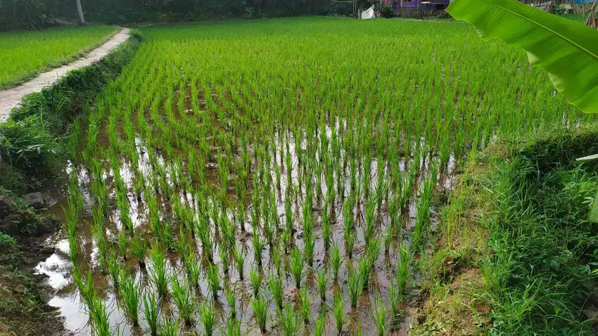 Dijual sawah di pemukiman penduduk Bojong 1368 m2