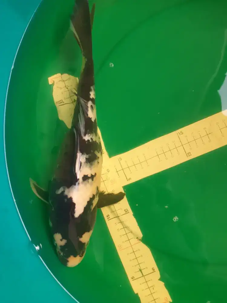 Ikan koi Shiro 41cm betina