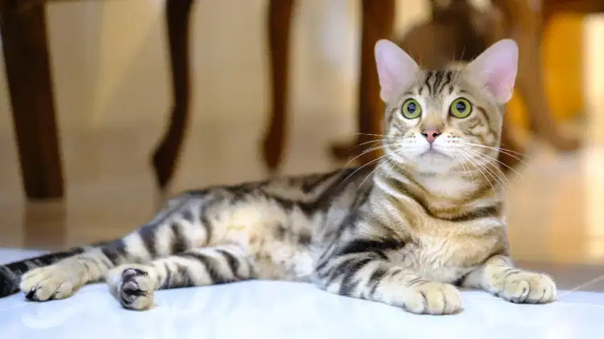 Kucing Cakep Ras Bagus Jantan, redi munchkin