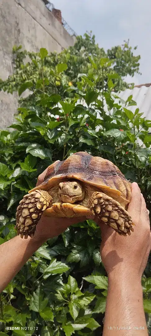 Sulcata 25cm Betina