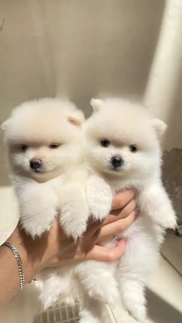 Minipom broken white