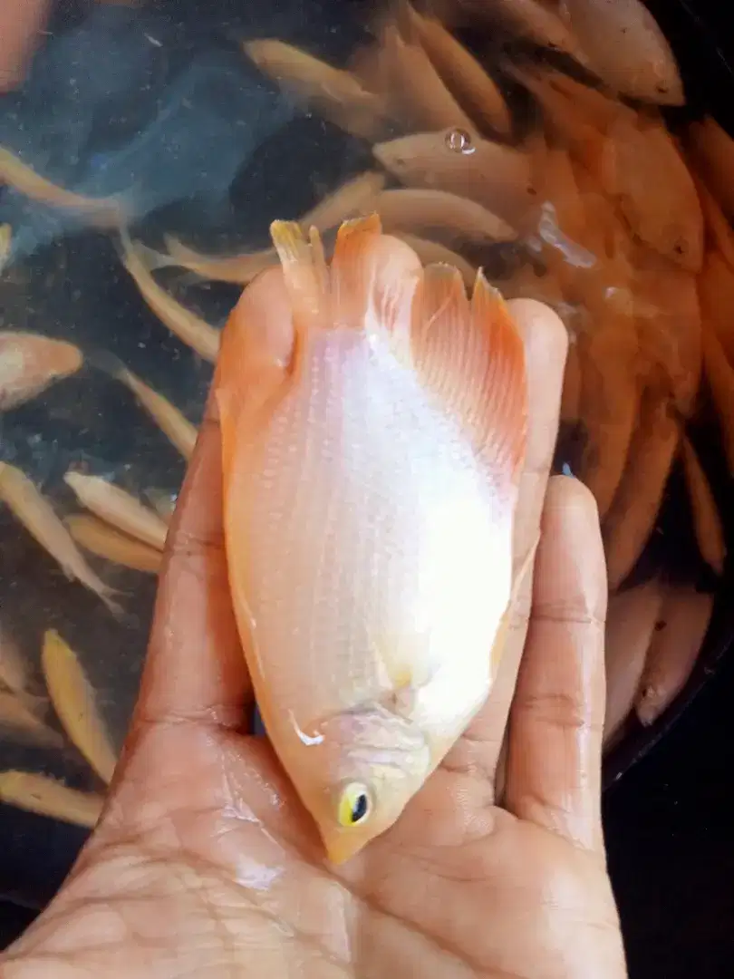 SEDIA BIBIT IKAN GURAME PADANG