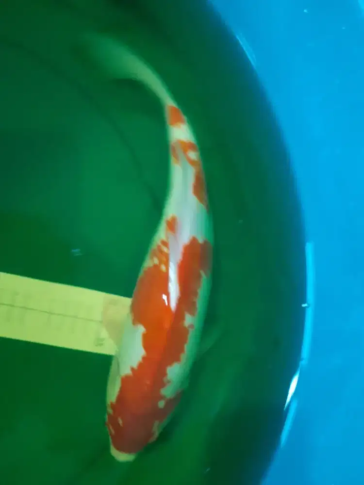 Ikan koi Kohaku 40cm pola kanoko