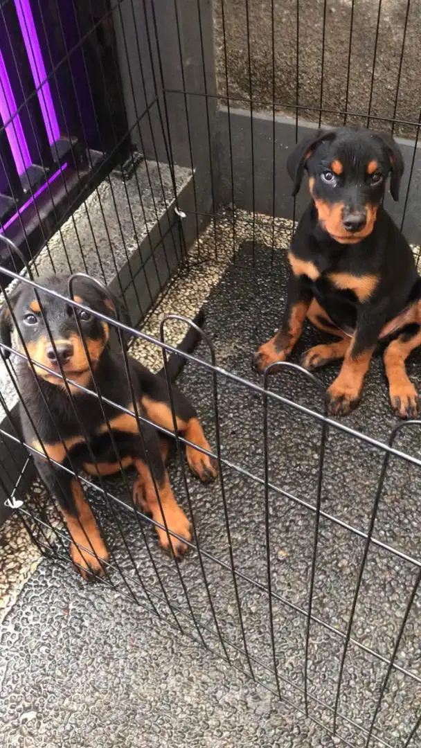 Rottweiler 2.5 Bulan