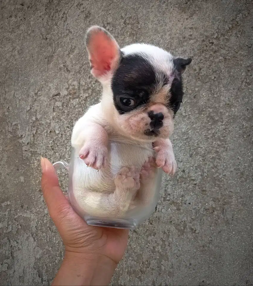 Mini French Bulldog jantan