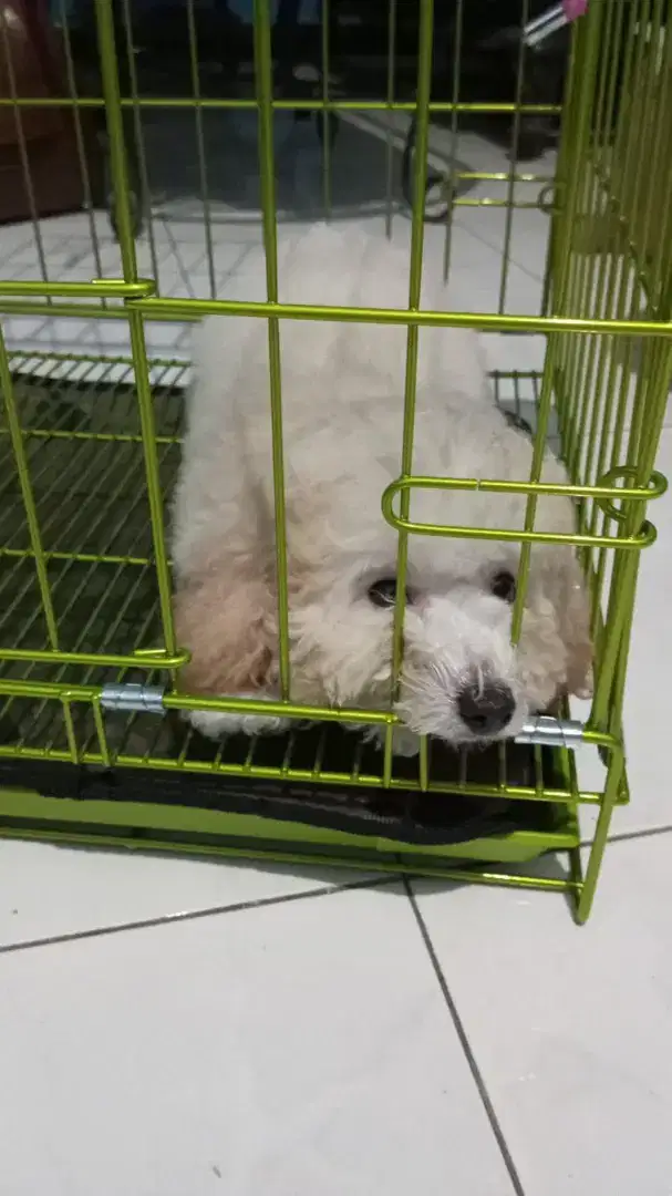 Poodle putih betina ras asli harga net