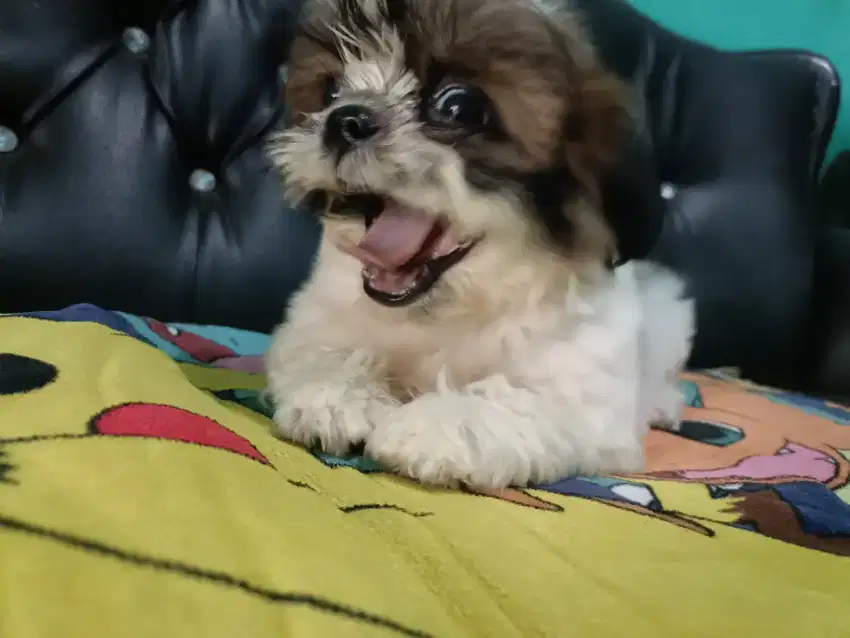 Puppy shihtzu betina dan jantan