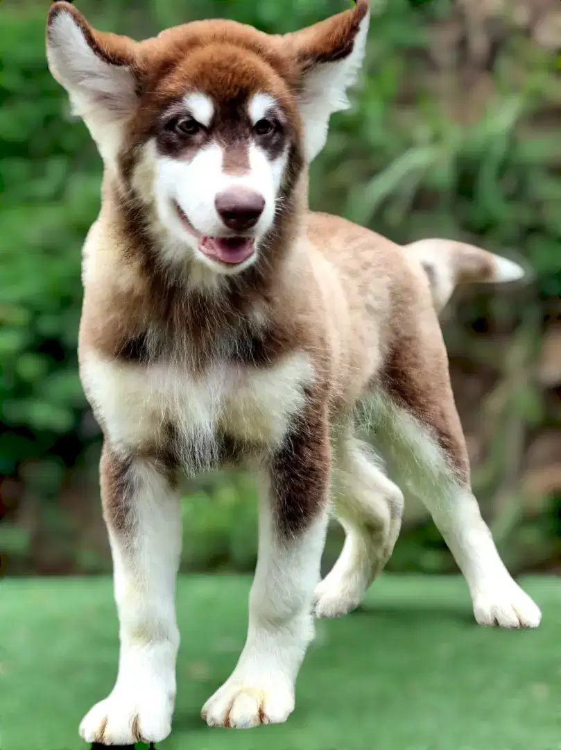 Anjing Alaskan Malamute Keturunan Thailand & Polandia