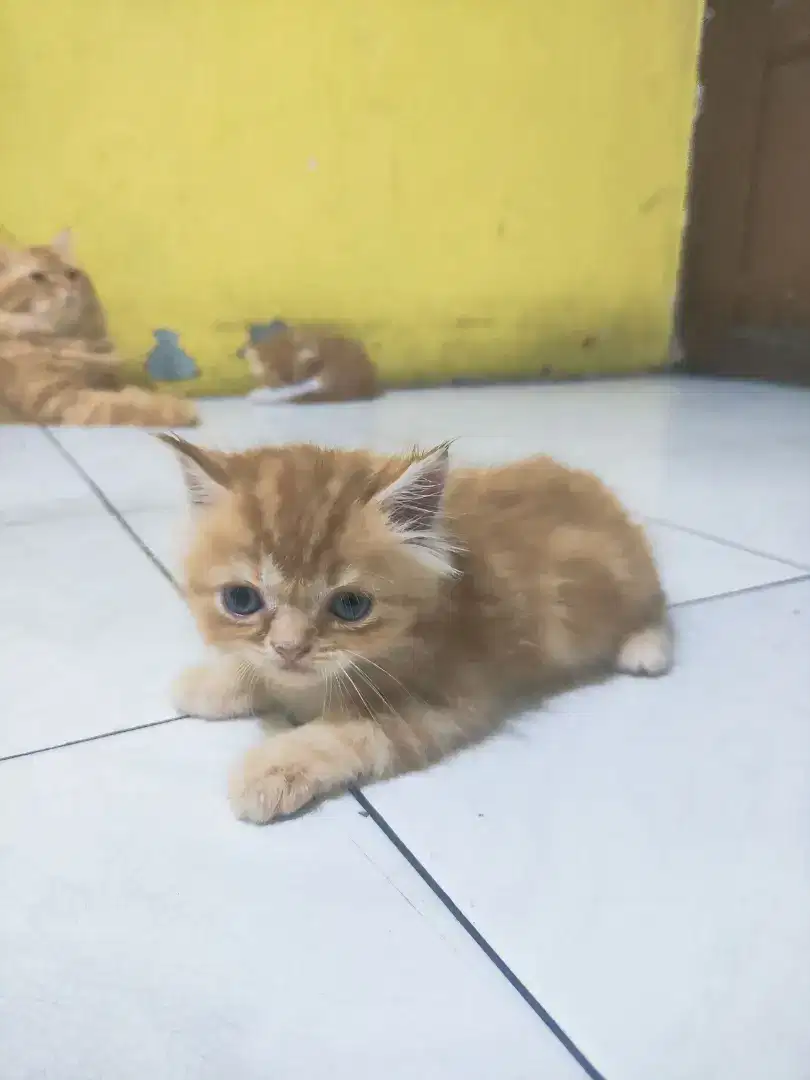 Kucing Persia X Flatnose Jantan