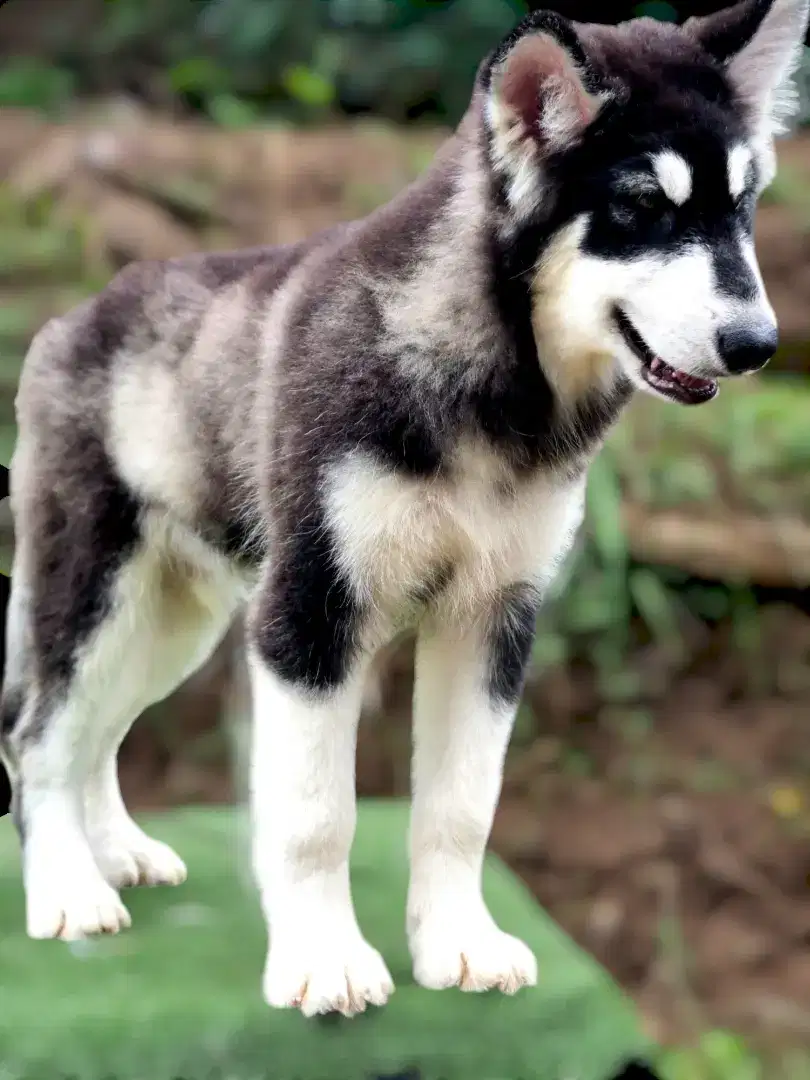 Anjing Alaskan Malamute Keturunan Thailand & Polandia