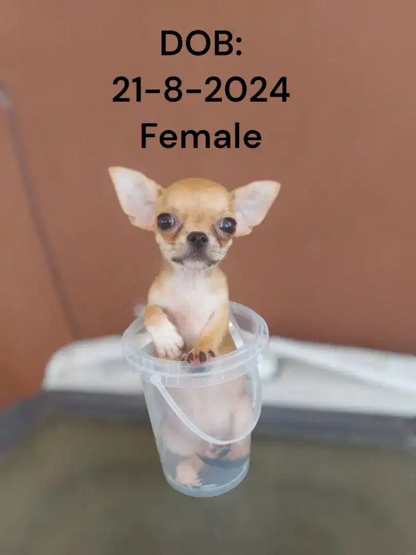 Cihuahua mini female, STB, Microchip