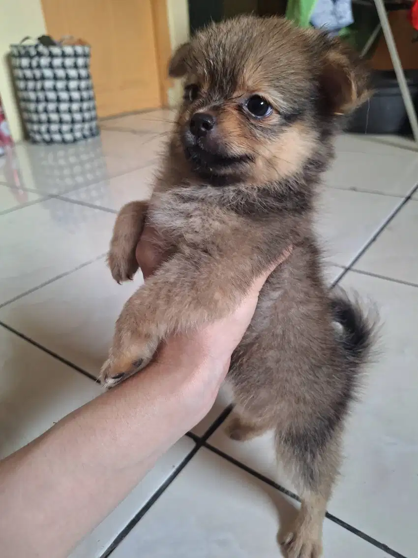 Jual Anak Anjing Betina POMCHI (Pure Pom x Pure Chihuahua Long Hair)