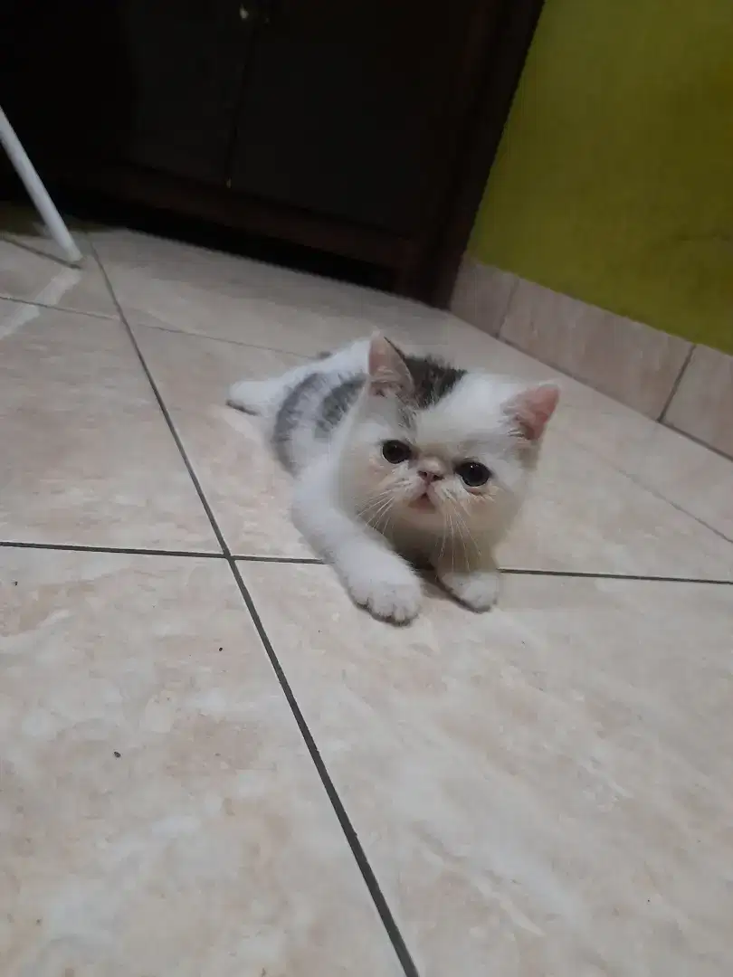 Kucing peaknose exotic