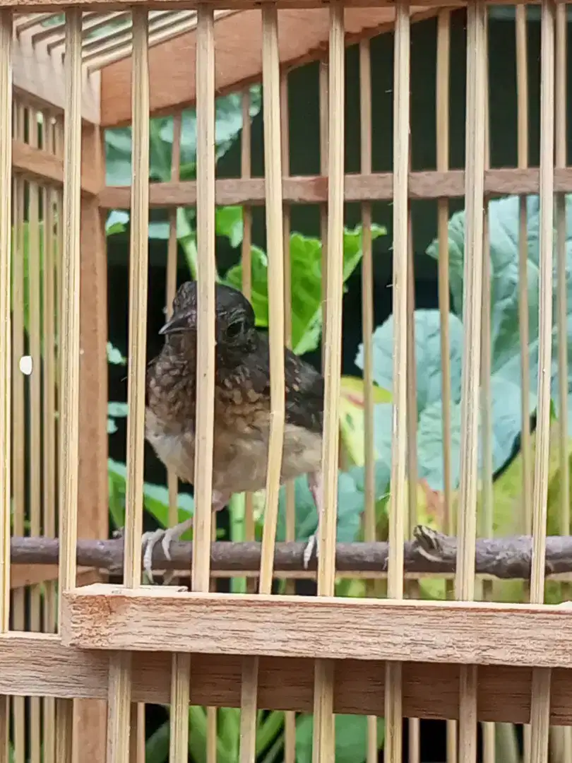 Anakan Murai Batu Medan Trotol Jantan