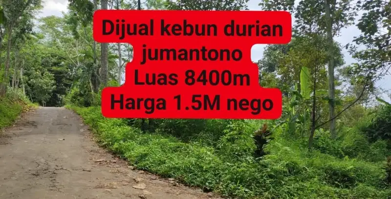 Dijual kebun durian produktif lokasi Jumantono Karanganyar