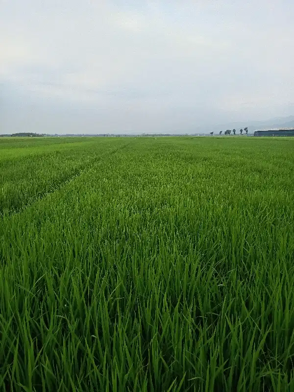 sawah produltif f akses jalan Poros desa