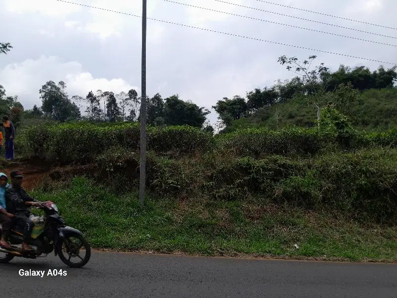 kebun teh subur produktif akses jalan lebar