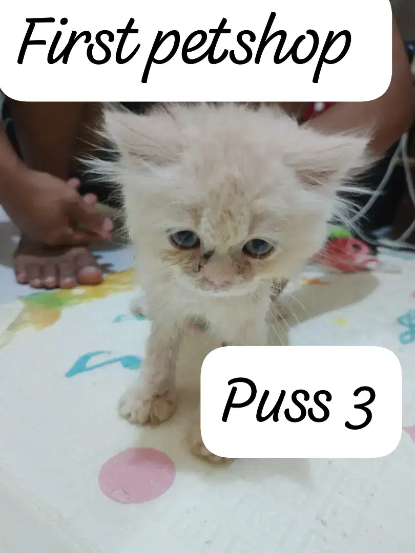 Kucing persia 2 bulan sehat