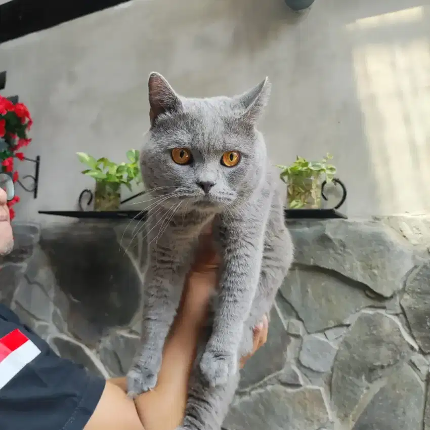 BSH Pedigree Blue