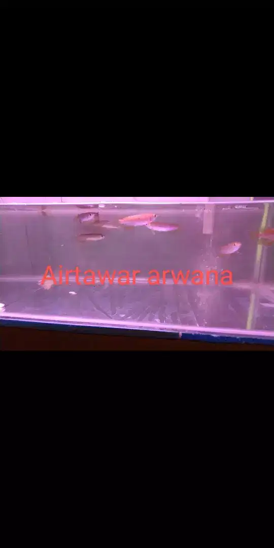 Ikan arwana super red