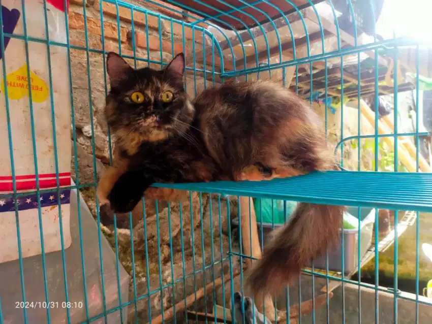 Persia calico tortie BU