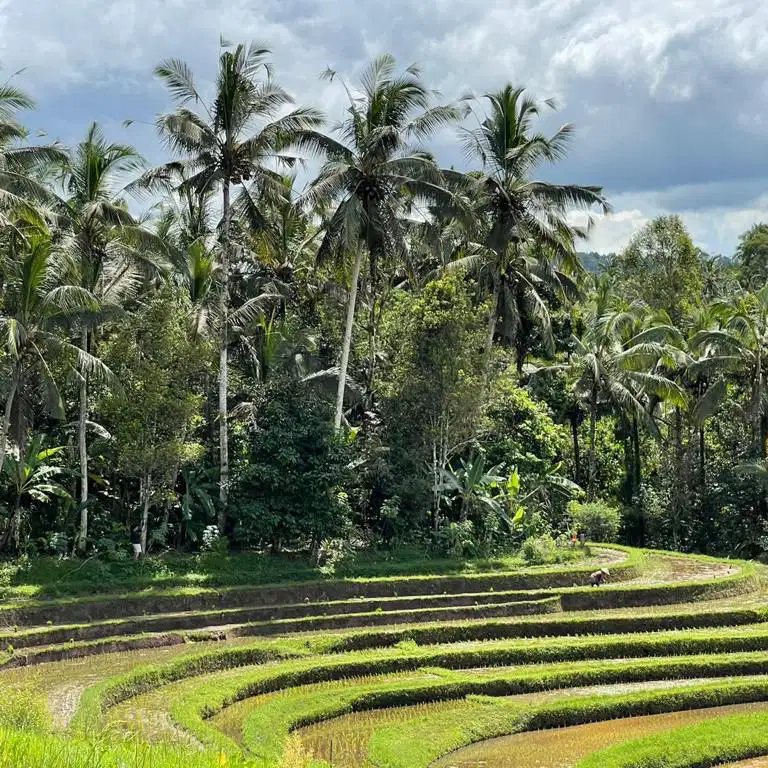 tanah murah tabanan cocok untuk glamping dan yoga center