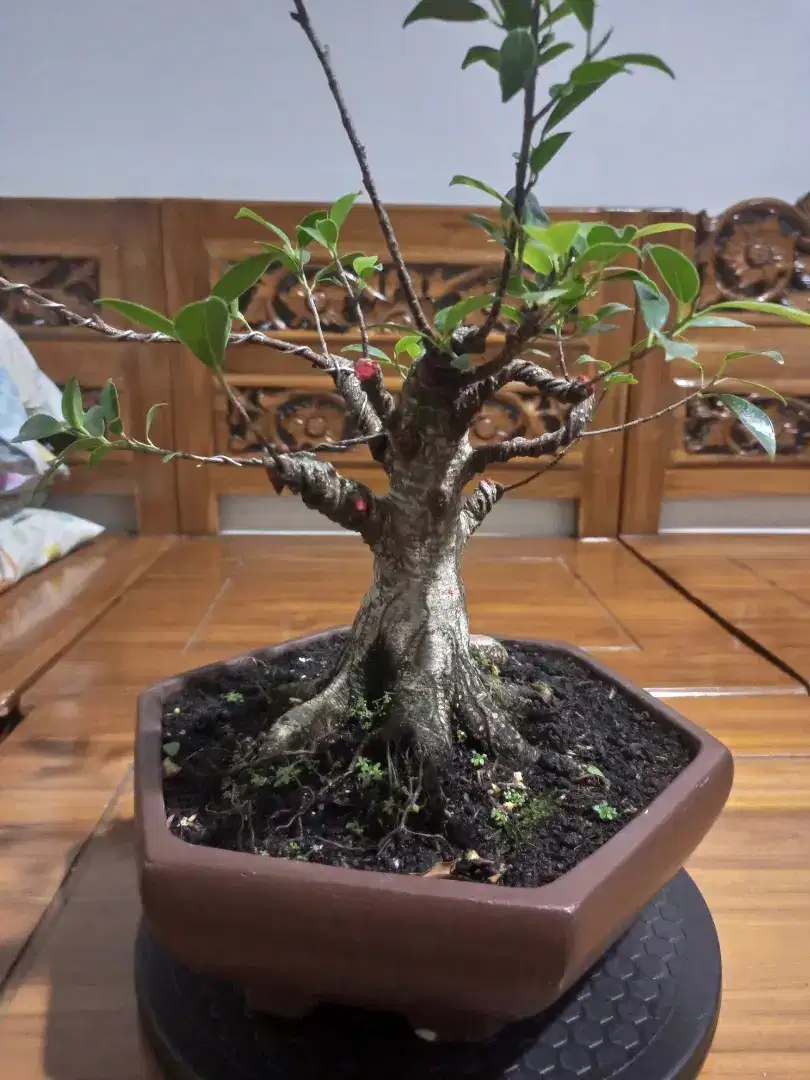 bonsai kimeng akar keliling