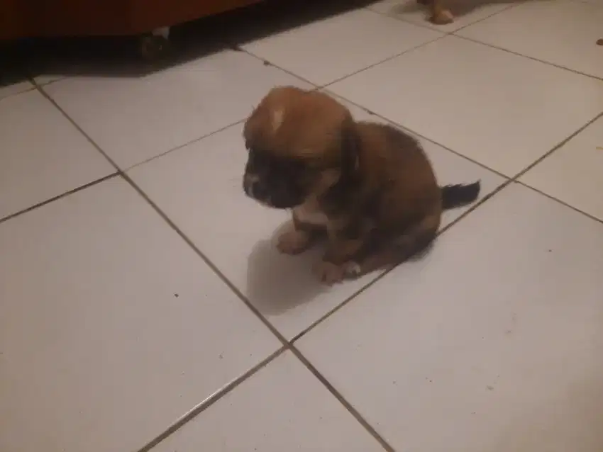 Anak anjing pranakan