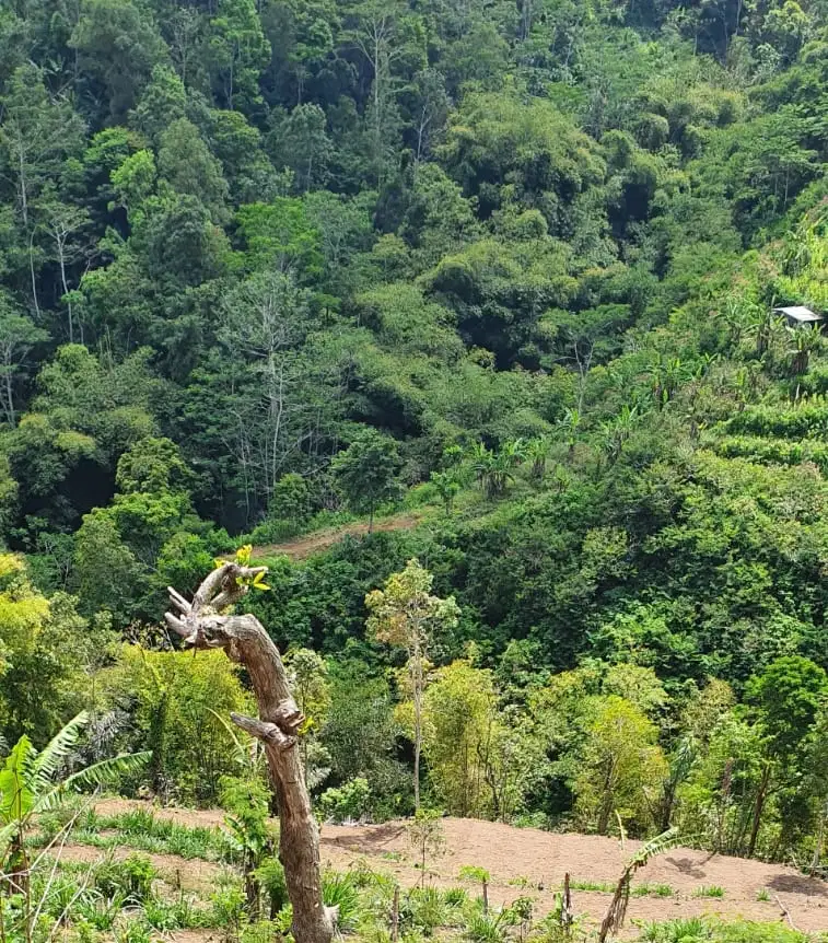 Tanah Kebun view jungle di Kintamani Bali