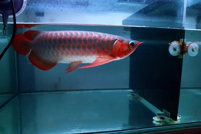 ikan arowana arwana super red chili 40cm lanjut tanning + sertifikat